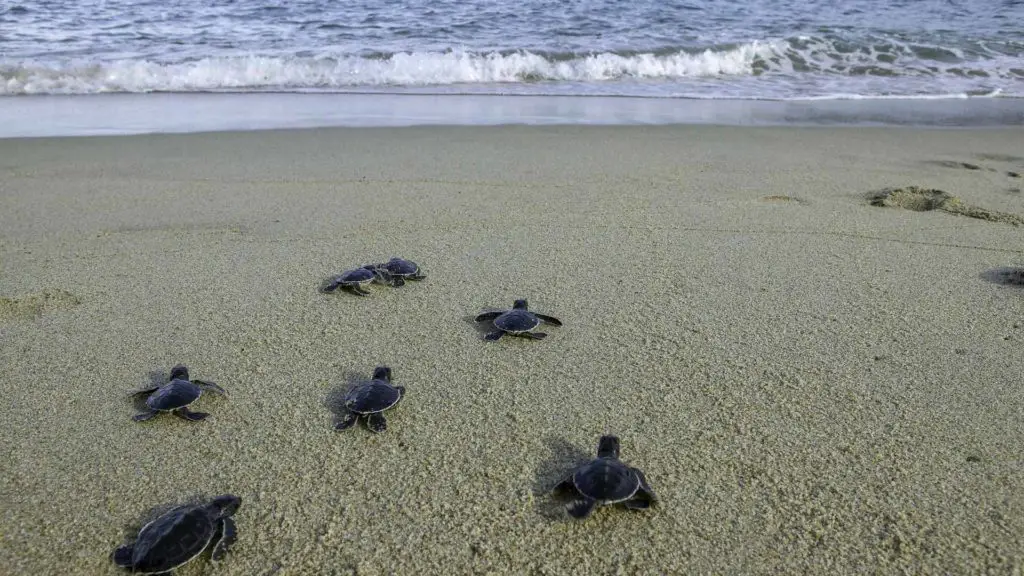 San Pancho Mexico Turtle Release